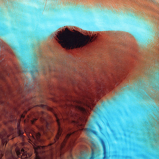 Meddle by Pink Floyd